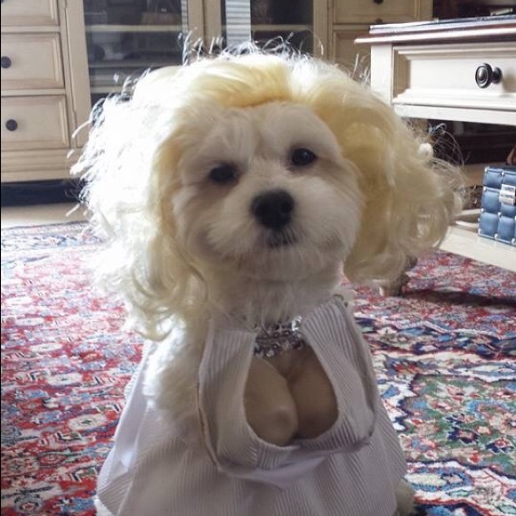 MEET THE POSHER - Picture 12 of 16